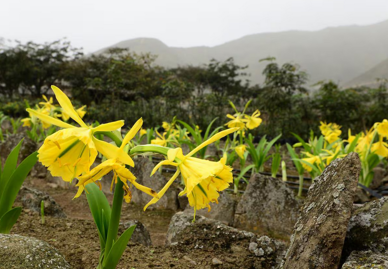 Lima, nuestro gris Macondo 2 flor de amancaes lima nublada