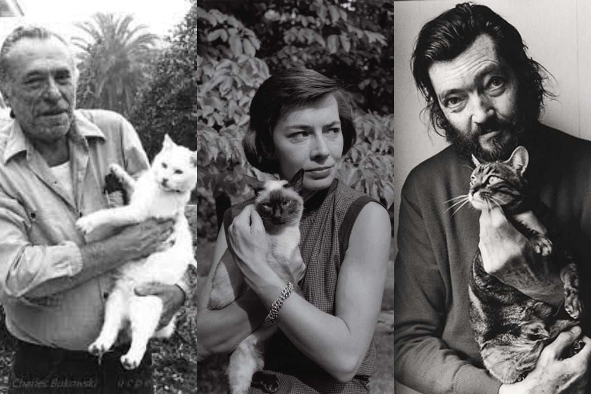 Los misteriosos gatos de la poesía 5 gatos